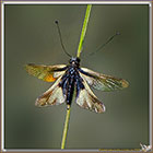 Ascalaphe